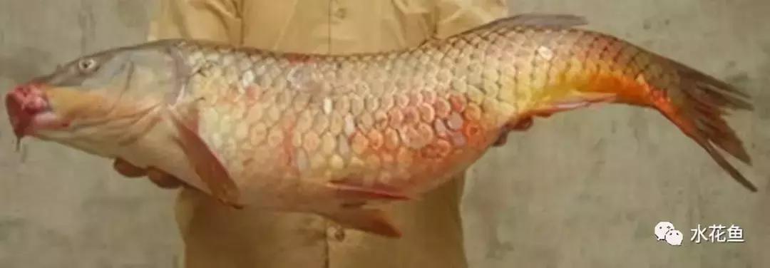 鱼得了败血症如何处理,鱼病毒性败血症的防治