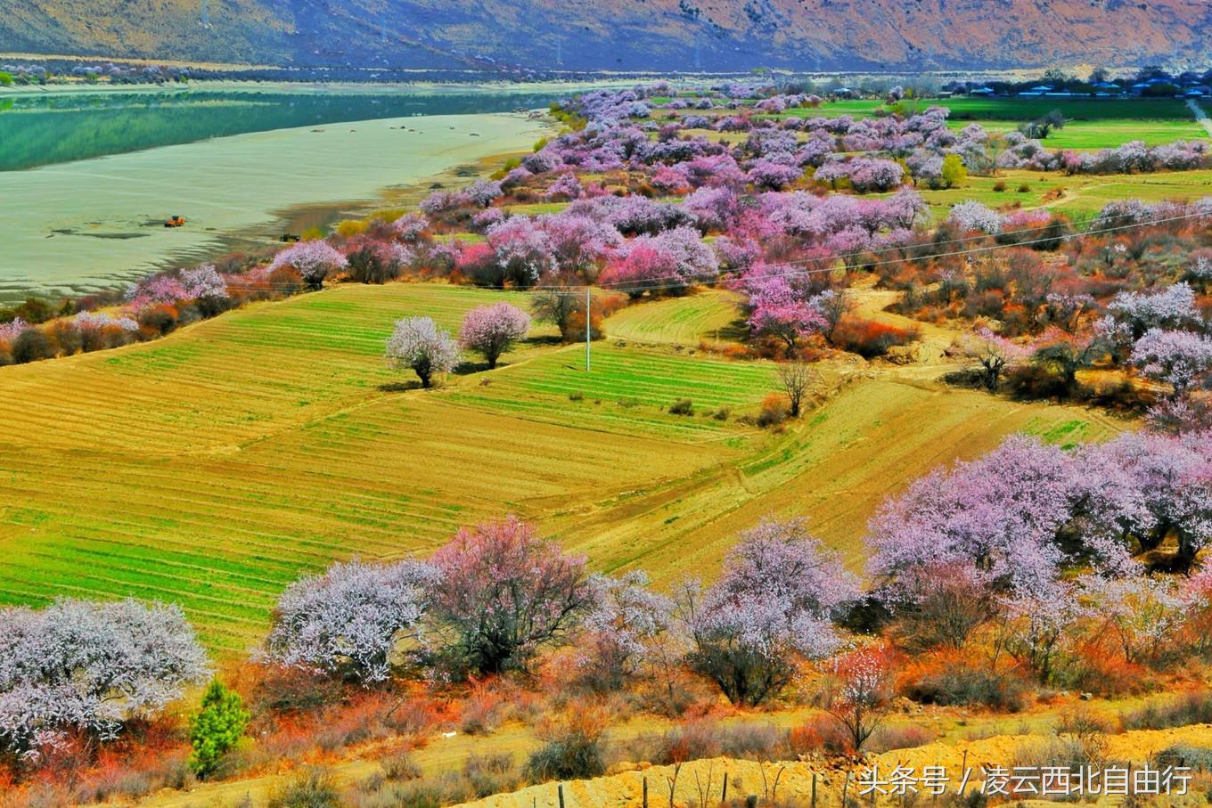 行，为寻三生三世桃花，却爱上了*藏西**的那抹蓝
