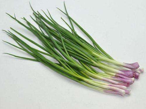 屋里有小虫子怎么办跑得很快,客厅晚上开灯有很多小虫子怎么办