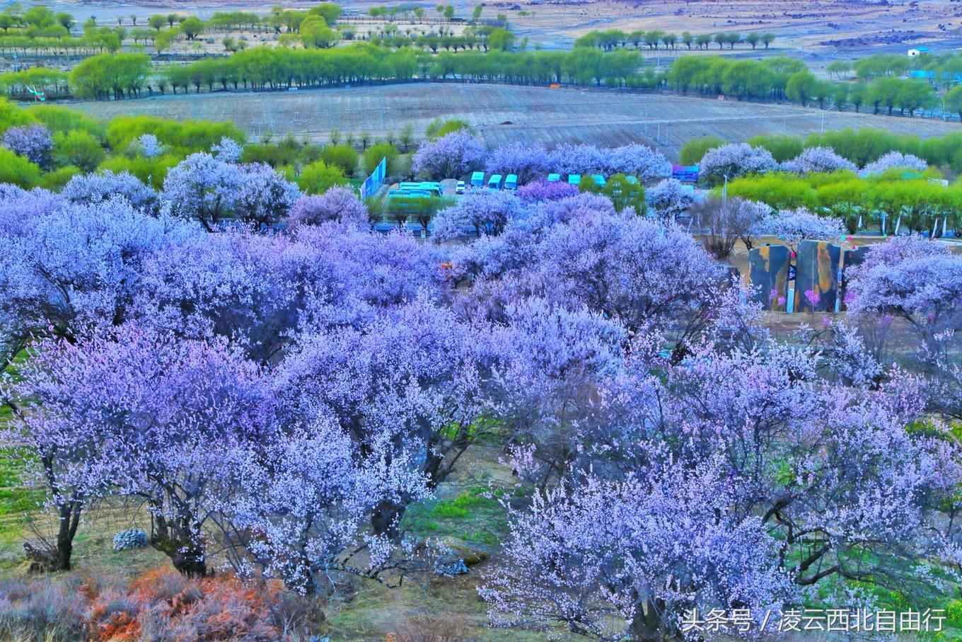 行，为寻三生三世桃花，却爱上了*藏西**的那抹蓝