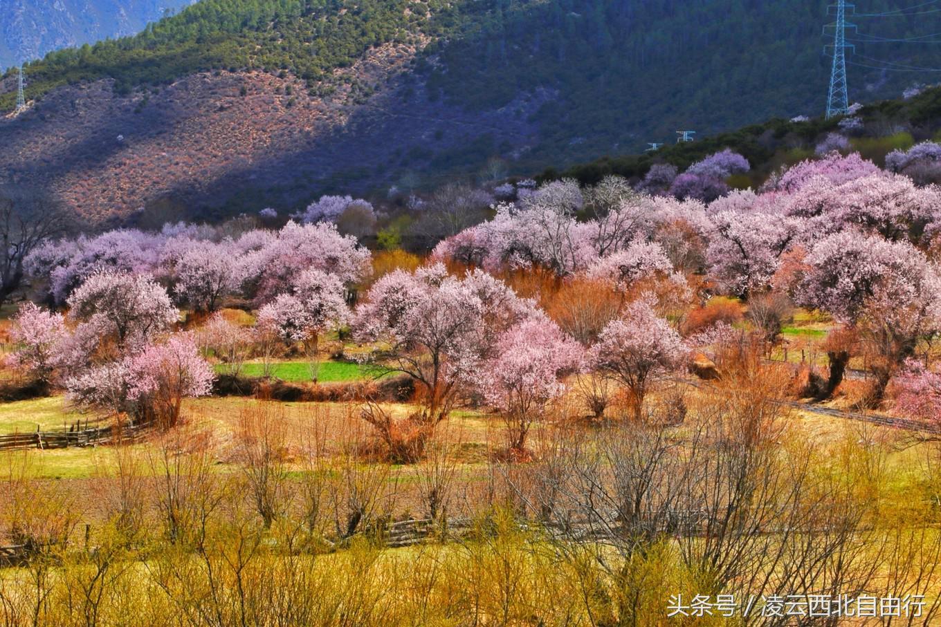 行，为寻三生三世桃花，却爱上了*藏西**的那抹蓝