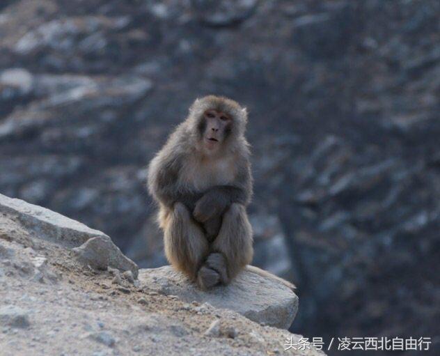 行，为寻三生三世桃花，却爱上了*藏西**的那抹蓝