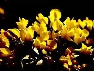 骆驼在沙漠里吃东西的视频,沙漠带刺植物骆驼吃有营养吗