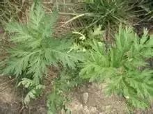 骆驼在沙漠里吃东西的视频,沙漠带刺植物骆驼吃有营养吗