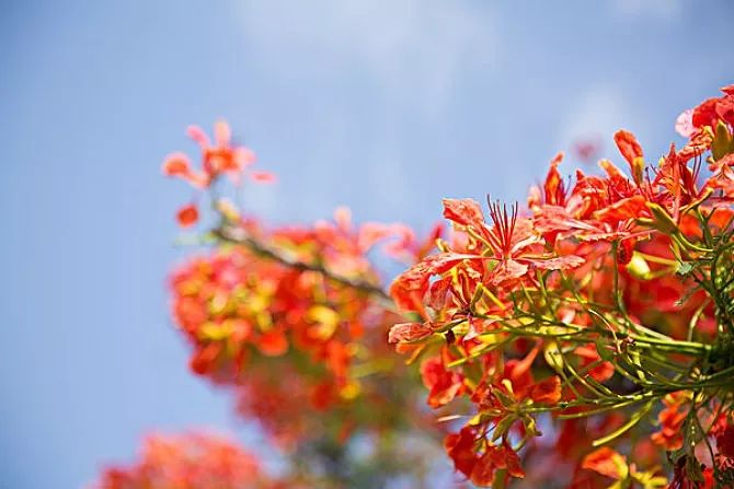 南国有嘉木的下一句是什么,南国有嘉木出处