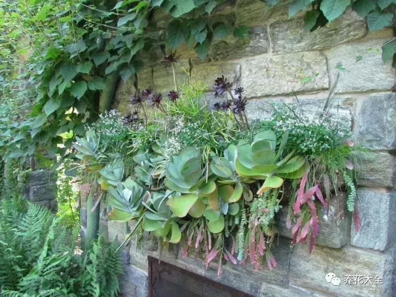 老外私家花园景观,国外多肉花园