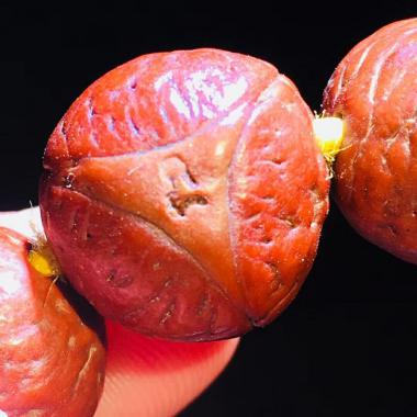 凤眼菩提的玩法和禁忌,凤眼菩提怎么度过尴尬期