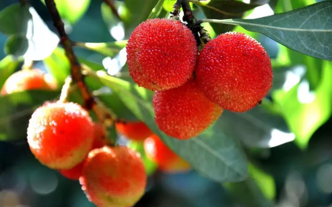 又到一年摘杨梅的季节,又到了杨梅采摘季