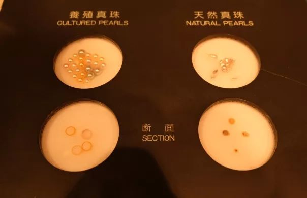 王珠宝寻宝日记：探访珍珠小城日本三重县鸟取市