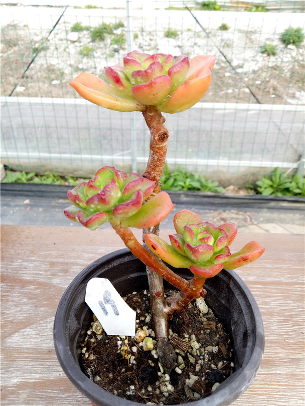 多肉树,多肉树杈