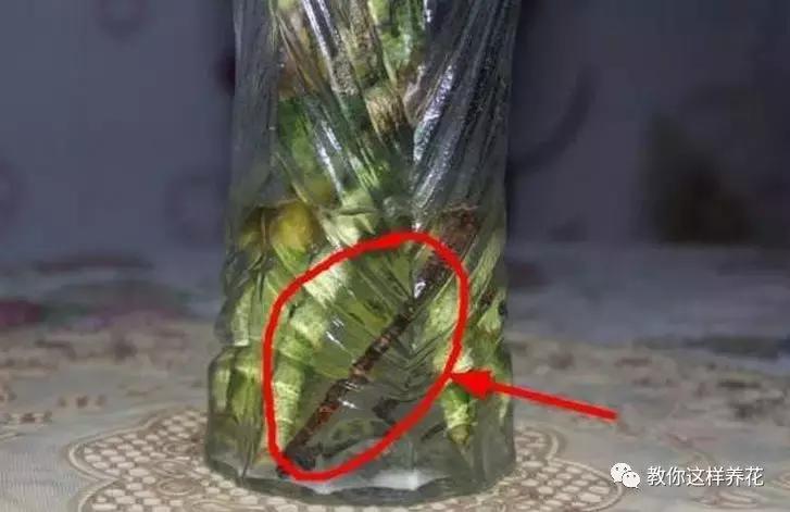 富贵竹叶子发黄喷营养液,富贵竹一浇水叶子就蔫