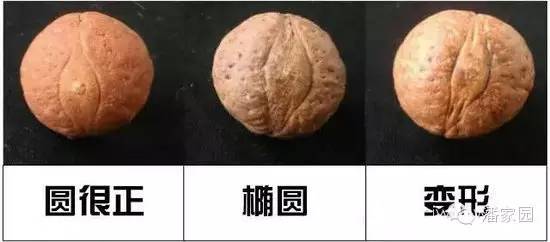 龙眼麒麟眼凤眼怎么分,凤眼龙眼麒麟眼的区别图