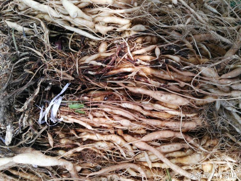 神奇的“黑根”,德昌端午节寻常百姓家药膳必备