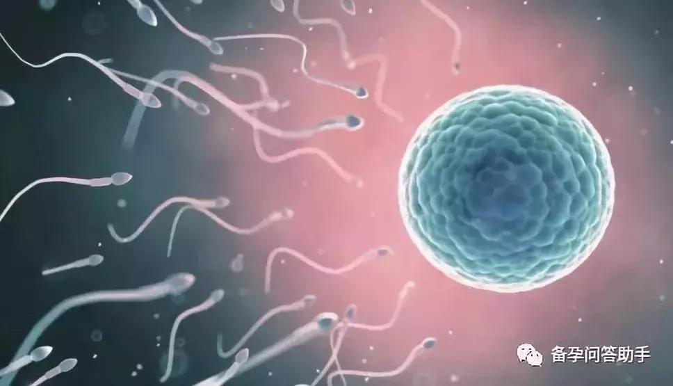 排卵期同房也不受孕？可能是这4大原因导致的！