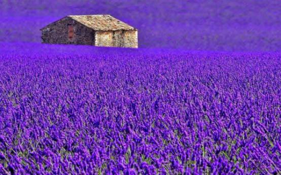 中国薰衣草庄园怎么样,薰衣草庄园到底怎么样