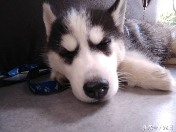 养哈士奇必须承担的后果,购买哈士奇却收到土狗