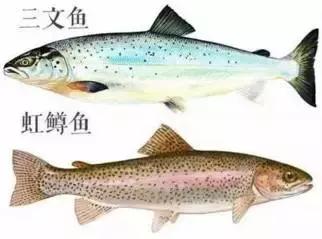 这种假“三文鱼”，寄生虫重灾区！别傻傻吃了还不自知