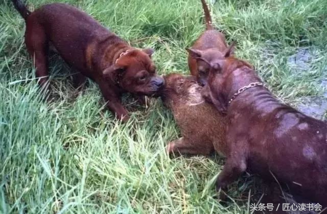 川东邻水猎犬基地,川东猎犬是中华田园犬吗