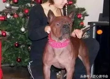 川东邻水猎犬基地,川东猎犬是中华田园犬吗