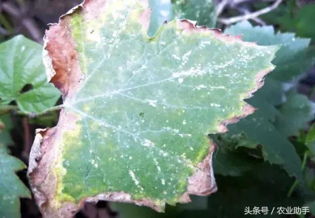 葡萄黄化枯叶怎么回事,葡萄叶尖枯叶是怎么回事