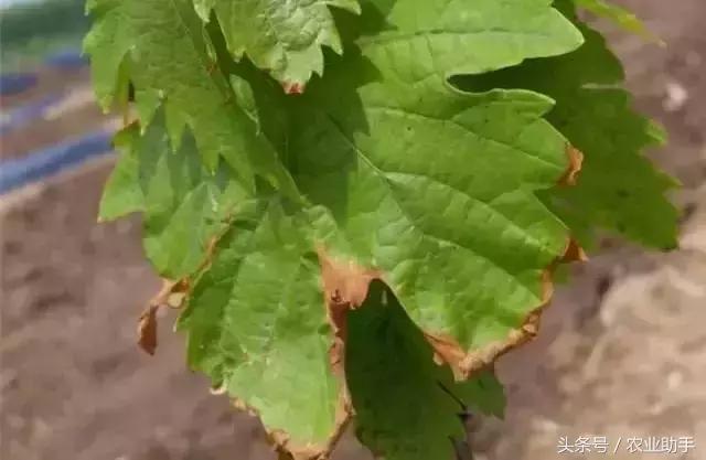 葡萄黄化枯叶怎么回事,葡萄叶尖枯叶是怎么回事
