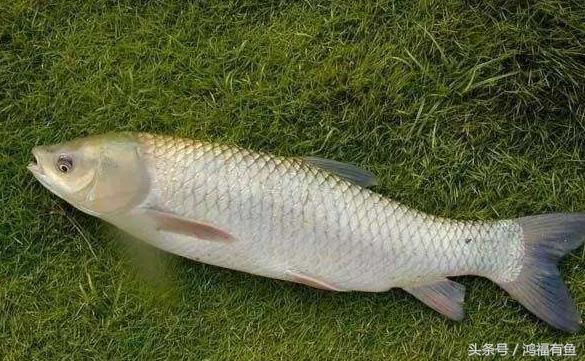 泥鳅可以钓鲢鳙吗,浮钓鲢鳙线组挂泥鳅