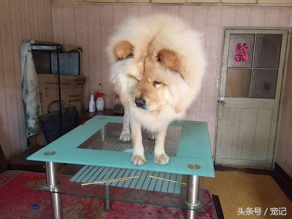 300块买一只萨摩耶朋友圈笑炸了,网购萨摩耶