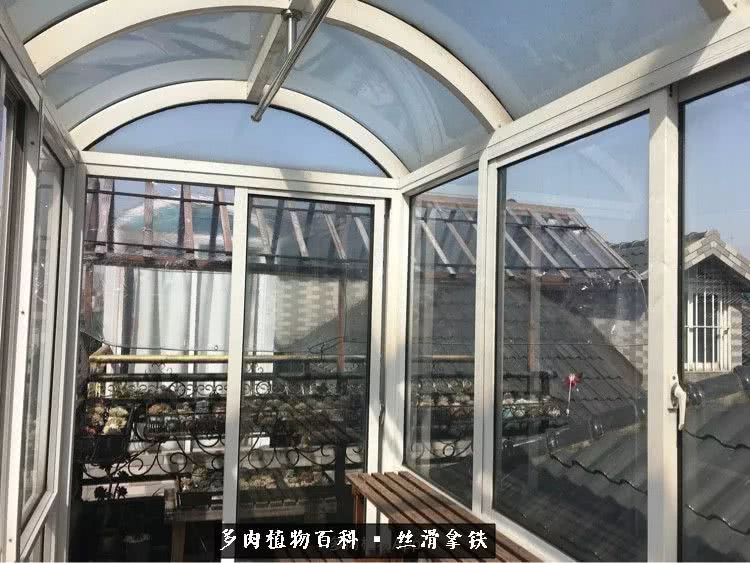 总结一下养多肉的夏天,好养活的多肉冬天和夏天