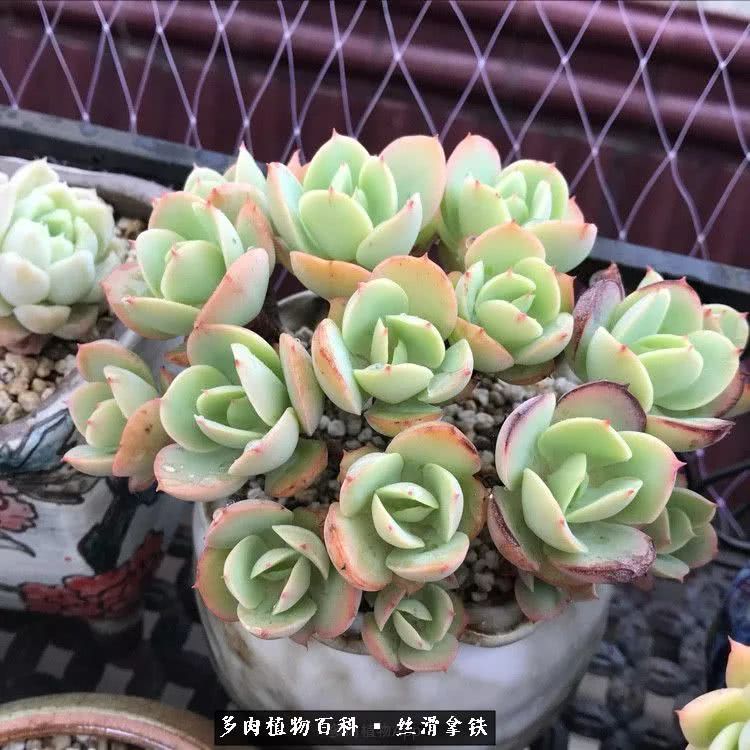 总结一下养多肉的夏天,好养活的多肉冬天和夏天