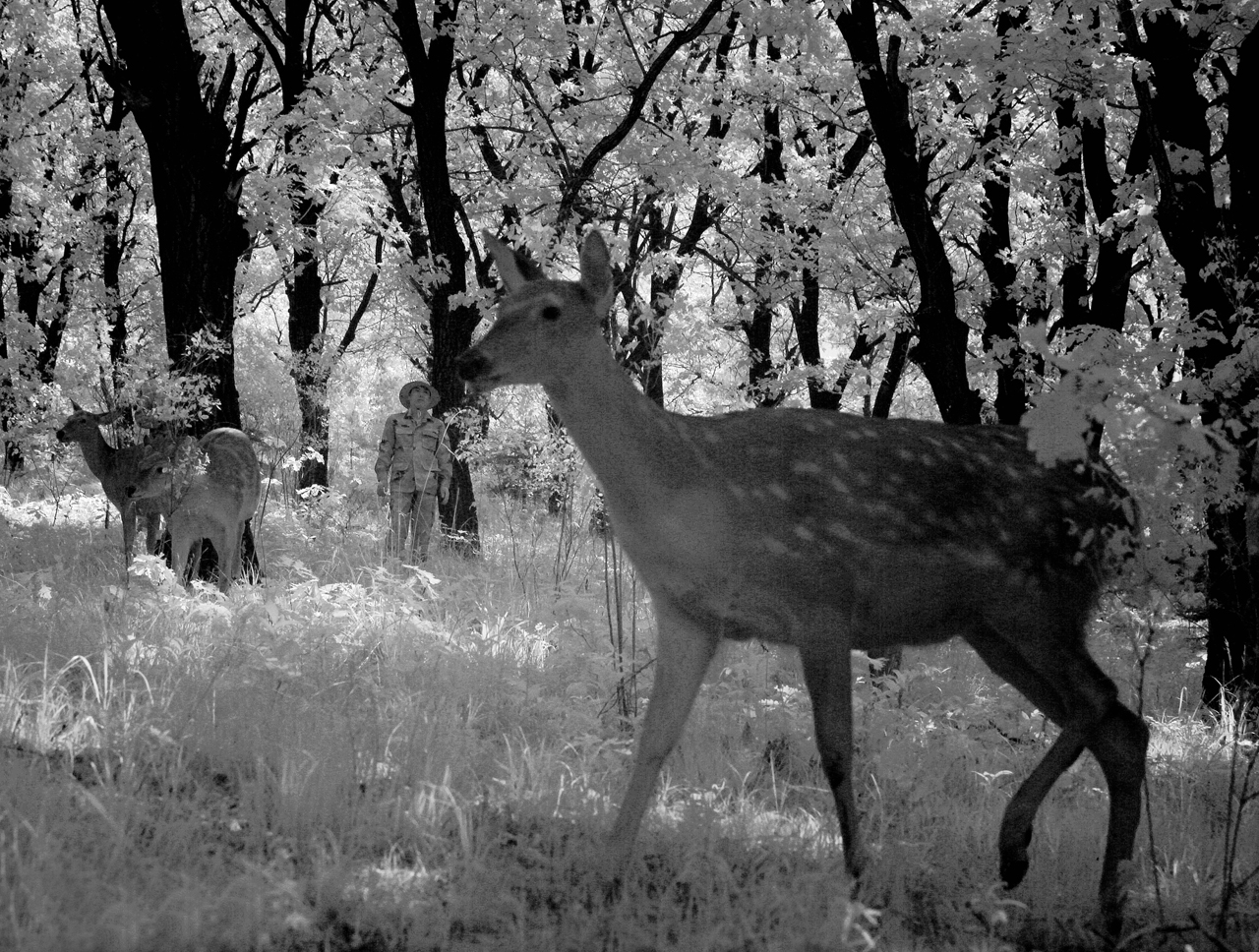 东丰县梅花鹿视频,东丰县梅花鹿之乡