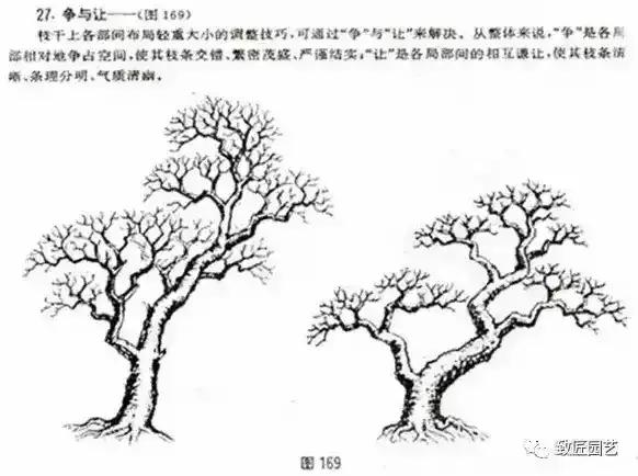 树木盆景蟠扎造型方法,树桩盆景的树木造型制作顺序