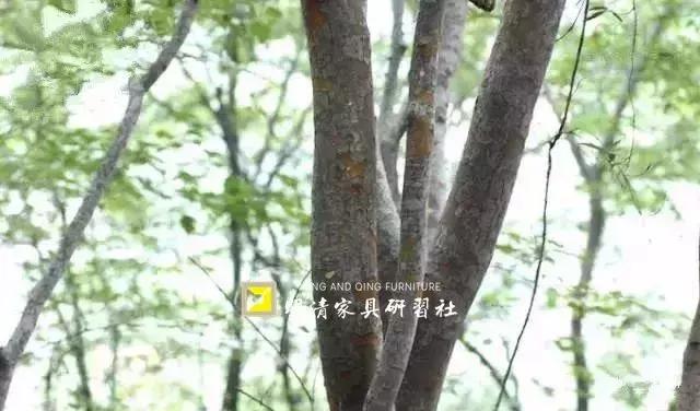 榉木家具的优缺点及选购禁忌,榉木不结实