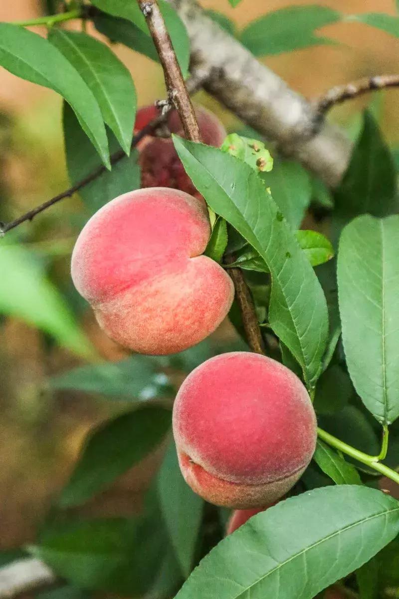 清甜爽脆的台湾甜桃已开采摘啦！30元任摘任吃！速度约起来！