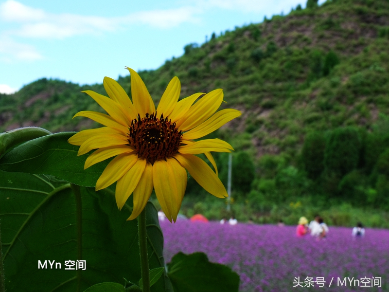 北京京郊游好去处,北京薰衣草庄园风景
