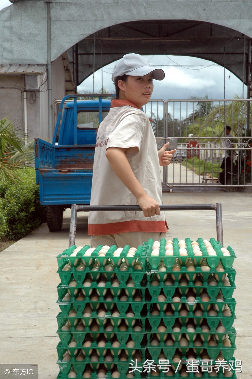 如何提高养鸡的鸡蛋品质,养鸡秘诀学会这几招