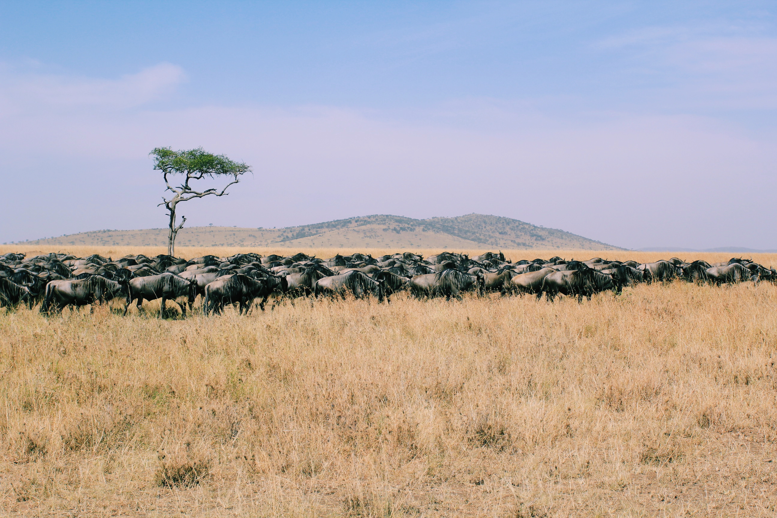 东非动物大迁徙央视,东非大草原动物大迁徙