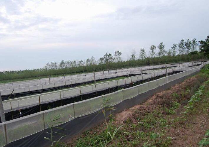 蟾蜍养殖增湿,蟾蜍和蟾蜍养殖技术培训