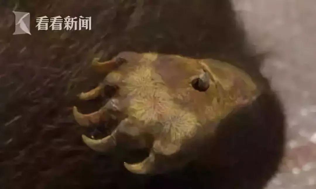 海外代购的荒唐陷阱,代购十大骗局揭秘图