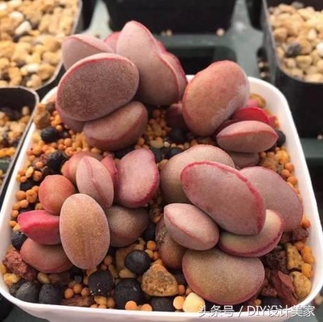 看看这些售价万元的多肉你认识几个