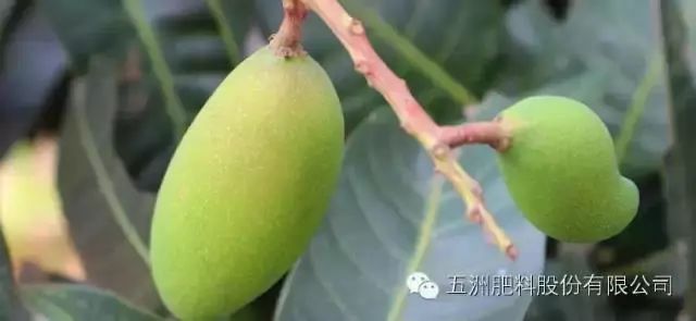 淇濊姳淇濇灉鑶ㄥぇ闃茶,閫熷缓鍔犲浐鏉愭枡