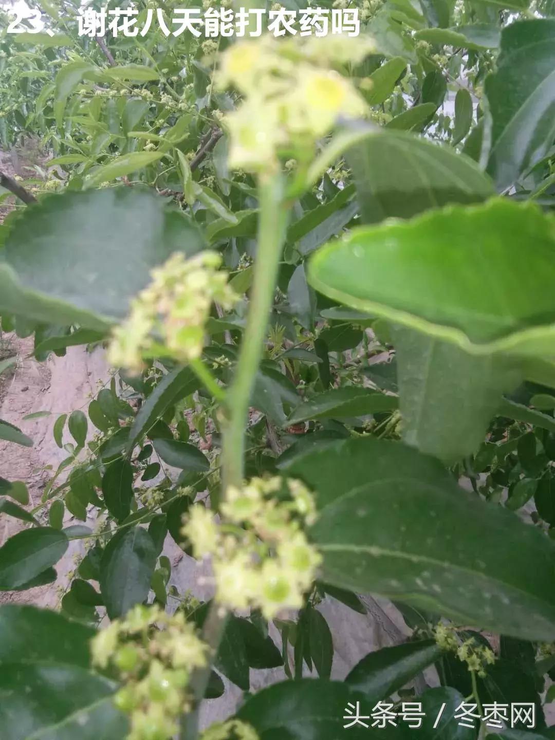 冬枣管理问题100期,冬枣管理问题解答第630期