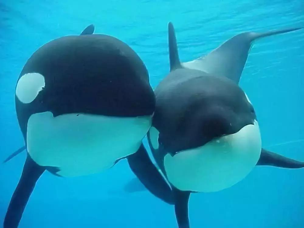 熊孩子脚踩爸妈被打,熊宝宝被钢钉打