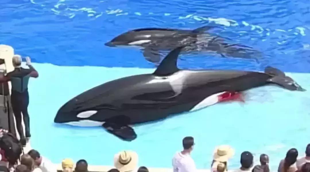 熊孩子脚踩爸妈被打,熊宝宝被钢钉打