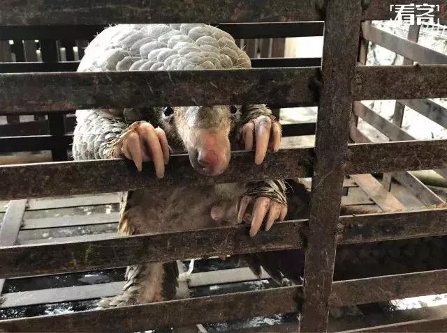 代购骗局揭秘朋友圈,代购骗局朋友圈