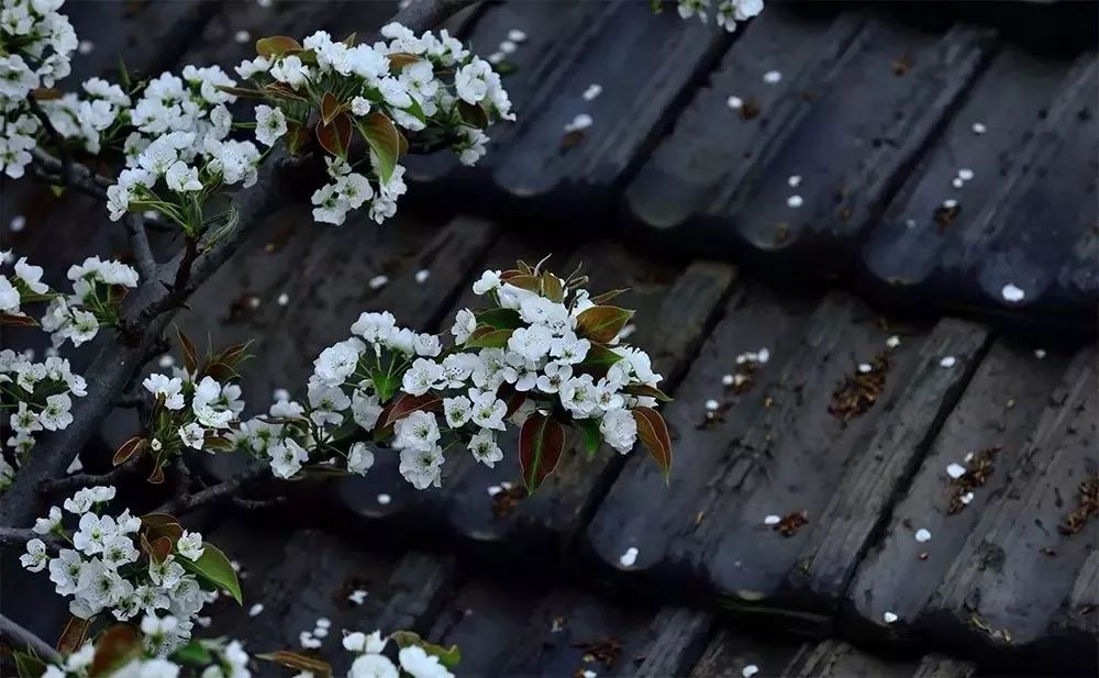 那些年倒背如流的话,那些年背过的文言文