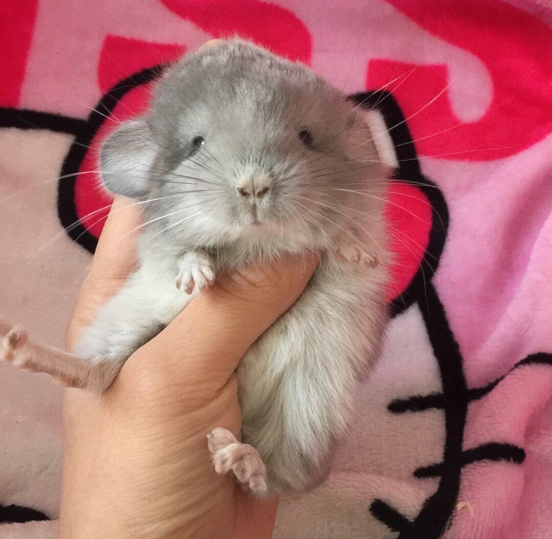 龙猫检查,龙猫耳道清理