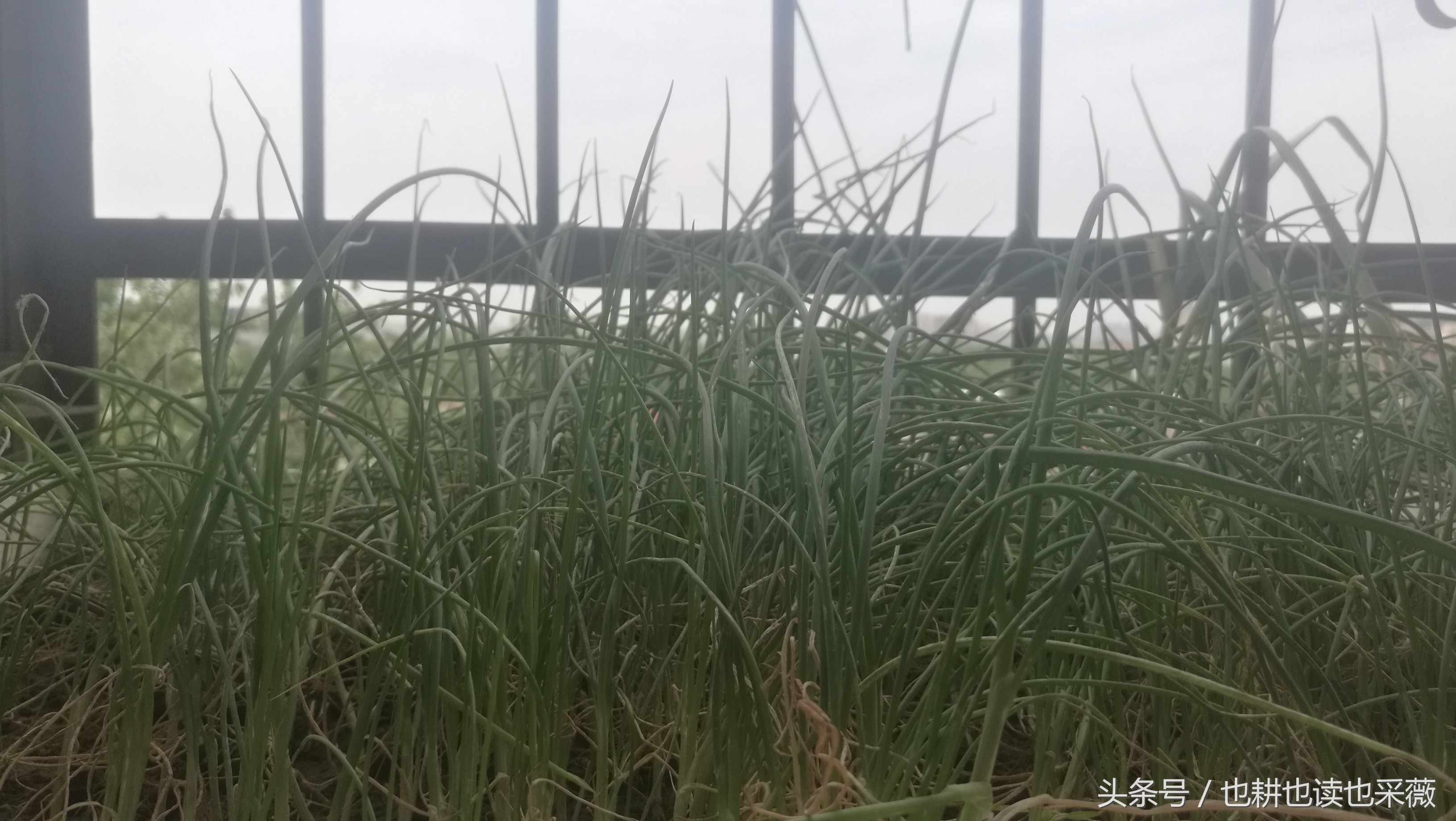 洛阳民生：远离毒大葱，你离自种无公害小香葱可能只差五块钱！