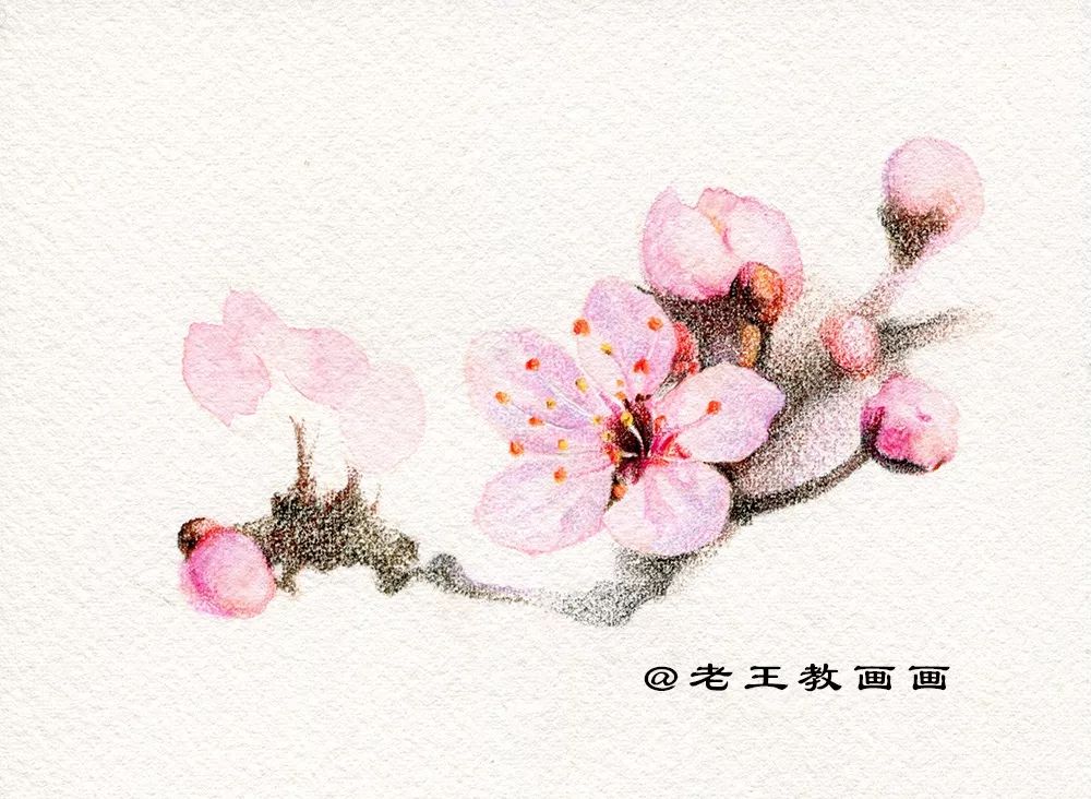 名师教你画桃花,崔老师教你画桃花