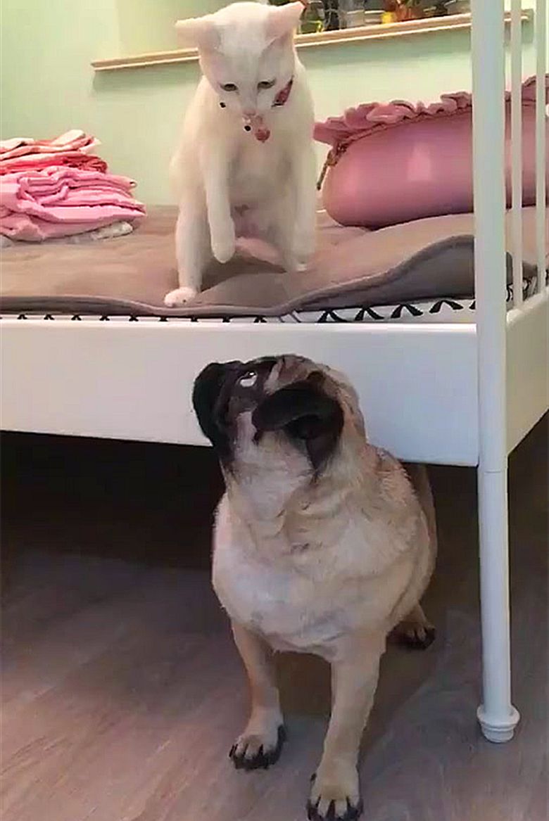 猫咪见到人就攻击,猫咪见到狗出现应激反应怎么办