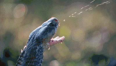 广东英德蛇咬伤人事件,广州英德最近被蛇咬事件